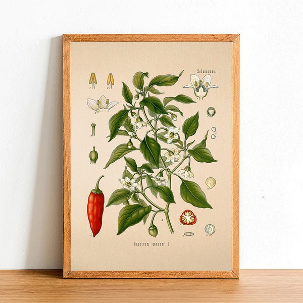Vintage Chili Pepper Print, Antique Botanical Posters, Flower Prints, A4 A3 A2 Poster, Home Decor, Wall Art, Green Leaf, Capsicum Annuum