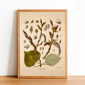 Vintage Black Poplar Print, Antique Botanical Posters, Flower Prints, A4 A3 A2 Poster, Home Decor, Wall Art, Green Leaf, Populus Nigra