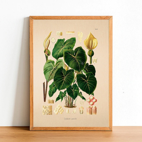 Vintage Angel Wings Print, Antique Botanical Posters, Flower Prints, A4 A3 A2 Poster, Home Decor, Wall Art, Green Leaf, Caladium