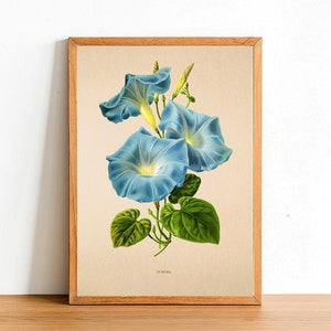 May include: A vintage botanical illustration of a blue morning glory flower with green leaves. The illustration is framed in a light wood frame and the text "IPOMOEA" is printed below the flower.