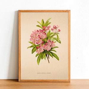 Vintage mountain laurel flower print, antieke bloemenposters, botanische prints, A4 A3 A2 Poster, Home Decor, Wall Art, Green Leaf - Kalmia