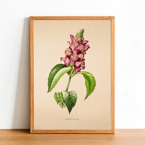 May include: A vintage botanical illustration of a pink and white flower with green leaves. The illustration is framed in a light wood frame and has the text "CYCLOLOMA OBLIQUA" at the bottom.