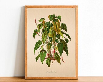 Vintage Anthurium Maximiliani Print, Antique Botanical Posters, Flower Prints, A4 A3 A2 Poster, Home Decor, Wall Art, Green Leaf