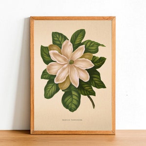 Puede incluir: Una ilustraci&oacute;n bot&aacute;nica vintage de una flor de magnolia con hojas verdes. La imagen est&aacute; enmarcada en un marco de madera marr&oacute;n claro y tiene el texto "Magnolia Thompsoniana" en la parte inferior.