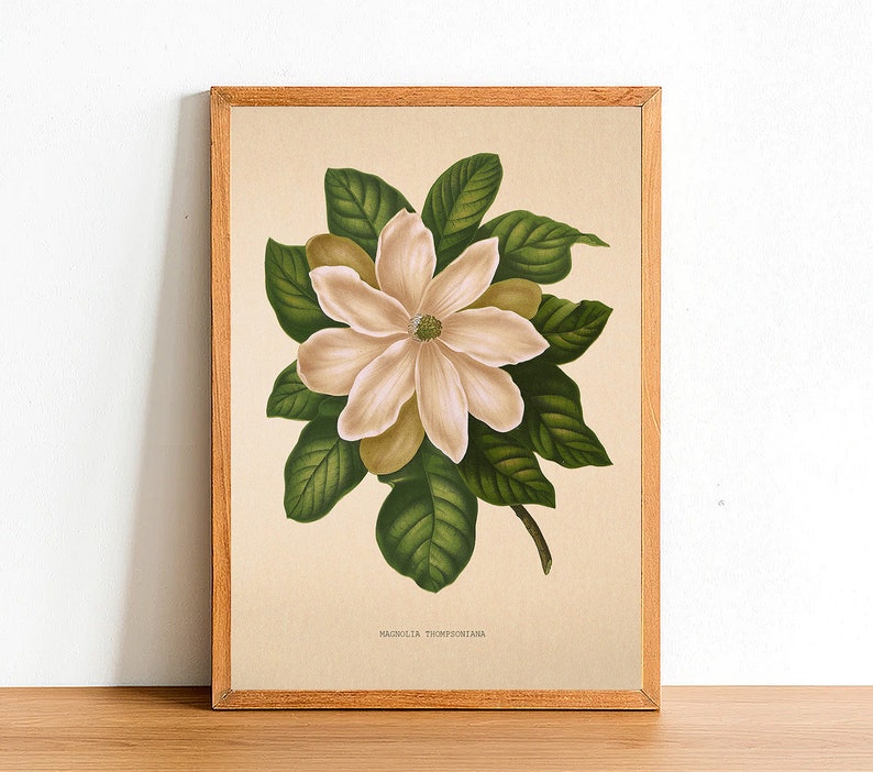 Puede incluir: Una ilustraci&oacute;n bot&aacute;nica vintage de una flor de magnolia con hojas verdes. La imagen est&aacute; enmarcada en un marco de madera marr&oacute;n claro y tiene el texto "Magnolia Thompsoniana" en la parte inferior.