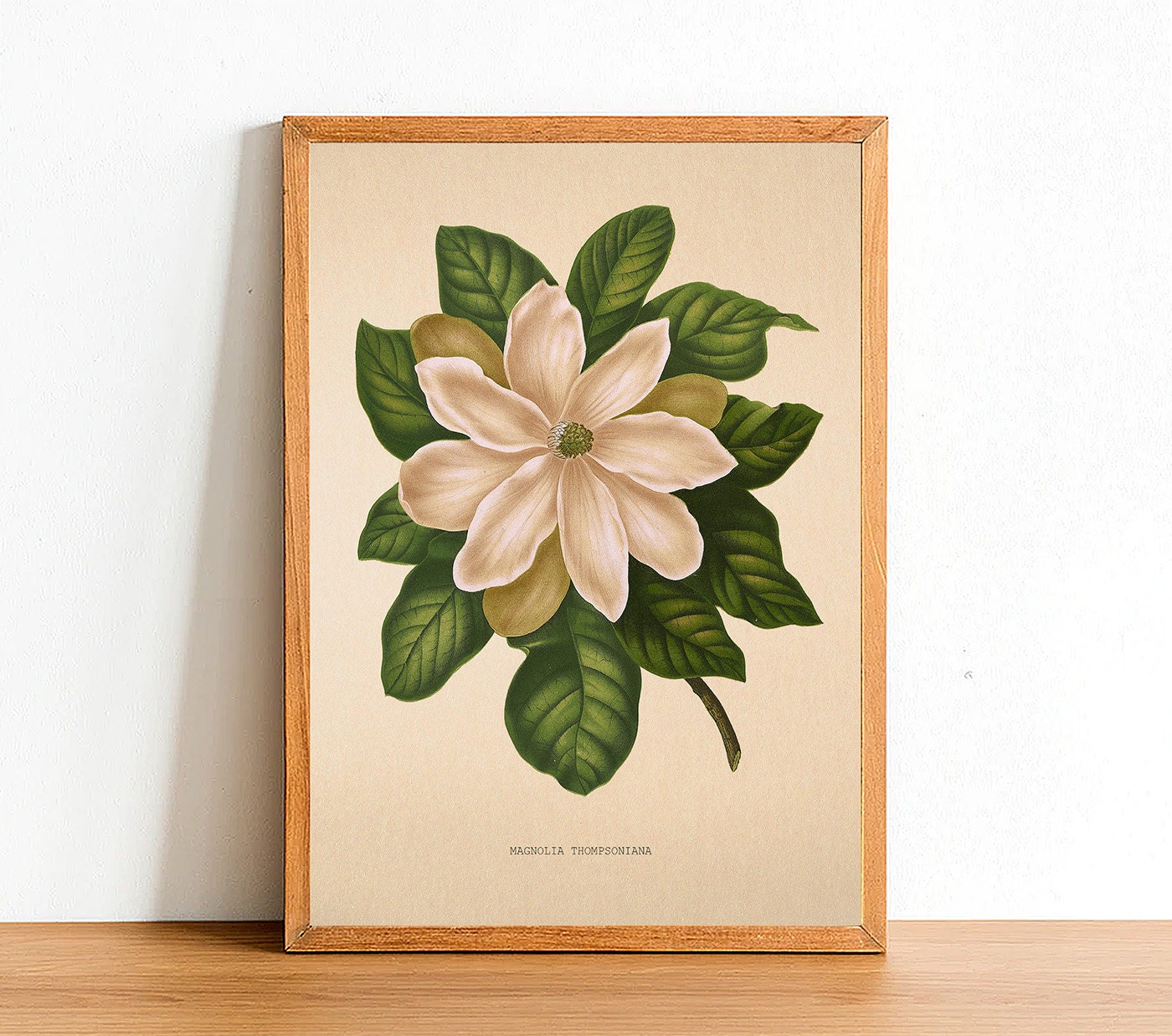 Vintage Magnolia Thompsoniana Flower Print, Antique Flower Posters, Botanical Prints, A4 A3 A2 Poster, Home Decor, Wall Art, Green Leaf