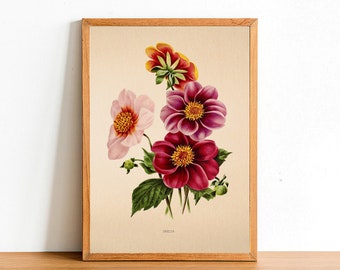 Vintage Dahlia Flower Print, Antique Flower Posters, Botanical Prints, A4 A3 A2 Poster, Home Decor, Wall Art, Green Leaf
