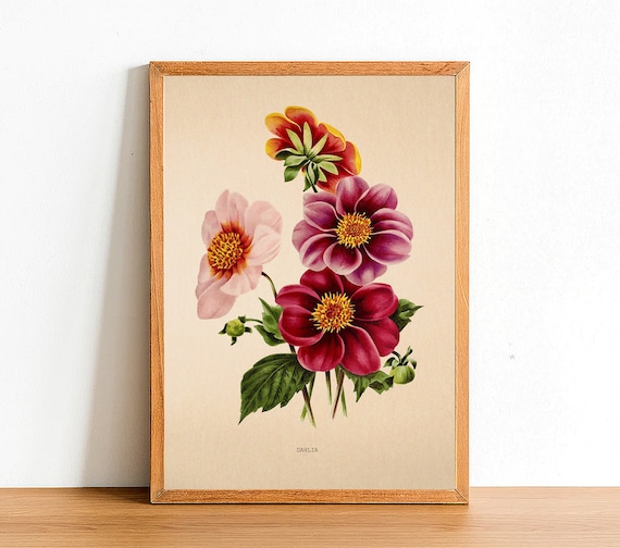 Vintage Dahlia Flower Print, Antique Flower Posters, Botanical Prints, A4 A3 A2 Poster, Home Decor, Wall Art, Green Leaf