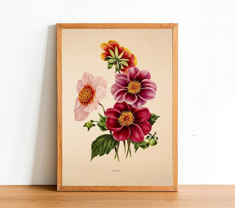 Vintage Dahlia Flower Print Antique Flower Posters Botanical Etsy UK