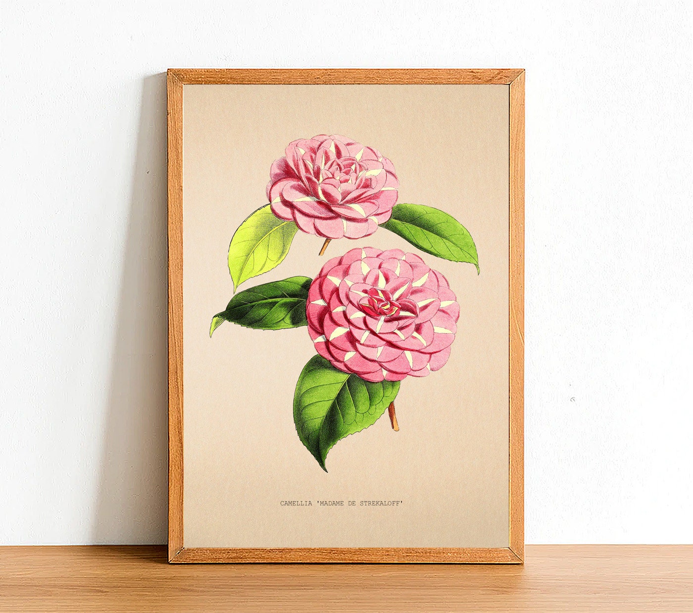 Fond transparent avec une fleur de camélia isolée png clipart | PSD Premium