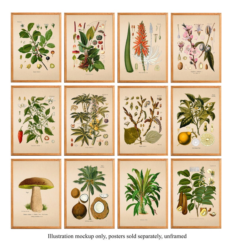 May include: Set of 10 botanical illustrations featuring various plants and flowers. The illustrations are in a vintage style with detailed drawings of the plants and their parts. The illustrations are framed in a light wood frame.