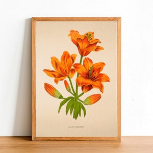 Vintage Canada Lily Flower Print, Antique Flower Posters, Botanical Prints, A4 A3 A2 Poster, Home Decor, Wall Art, Lilium Canadense