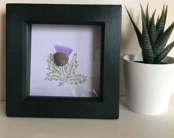 Scottish Thistle