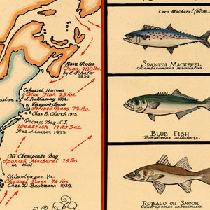 1936 A Map of Well Known Salt Water Game Fish of North America - Salt Water Fishing Art Print Poster Wall Map bild 3