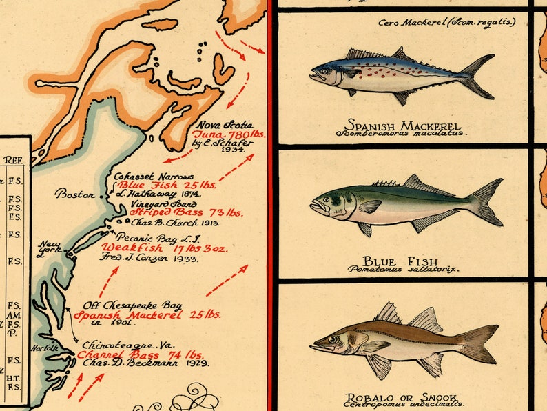 1936 A Map of Well Known Salt Water Game Fish of North America - Salt Water Fishing Art Print Poster Wall Map bild 3