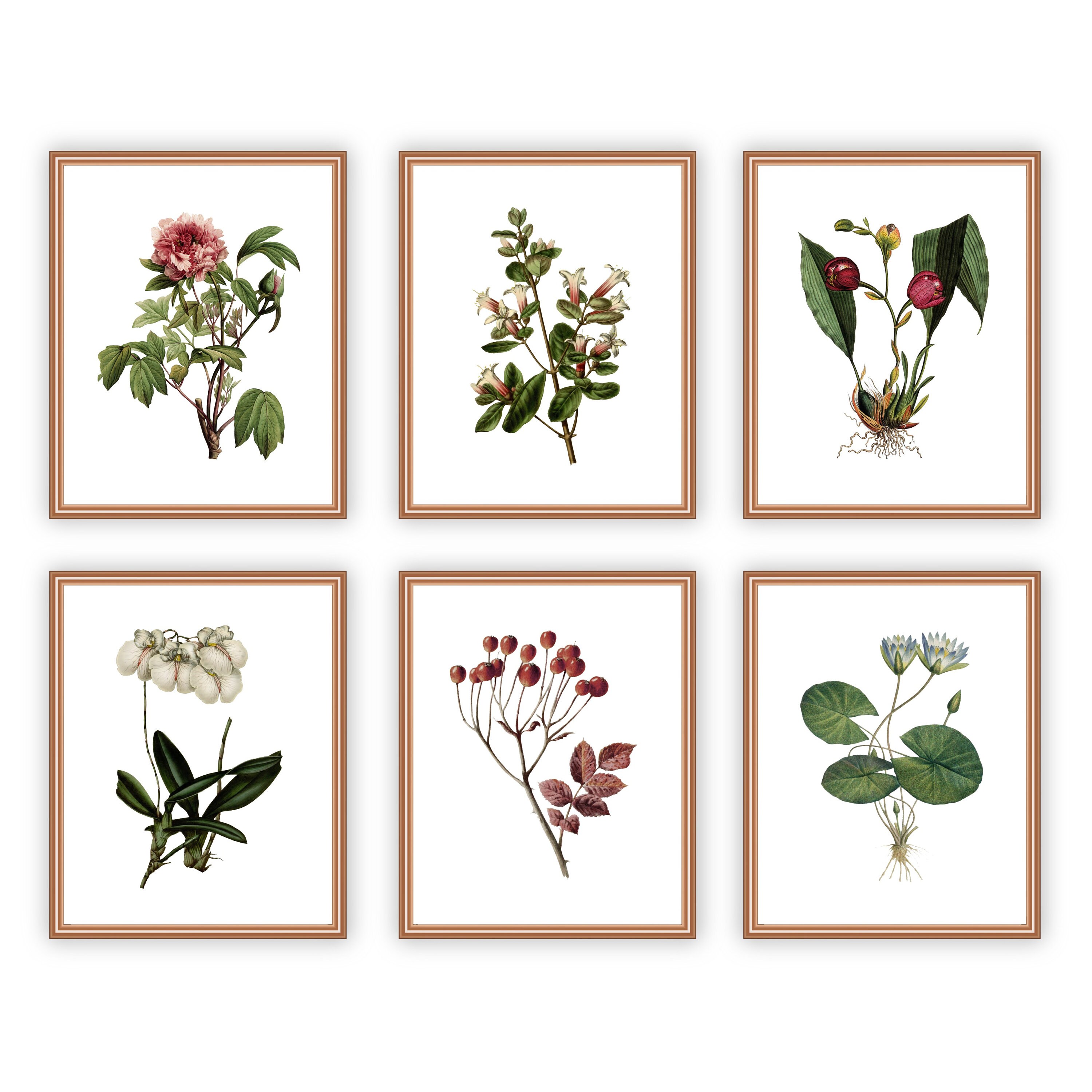 Floral Vintage Set of 6 Wall Art 11x14/Printable Floral Wall | Etsy