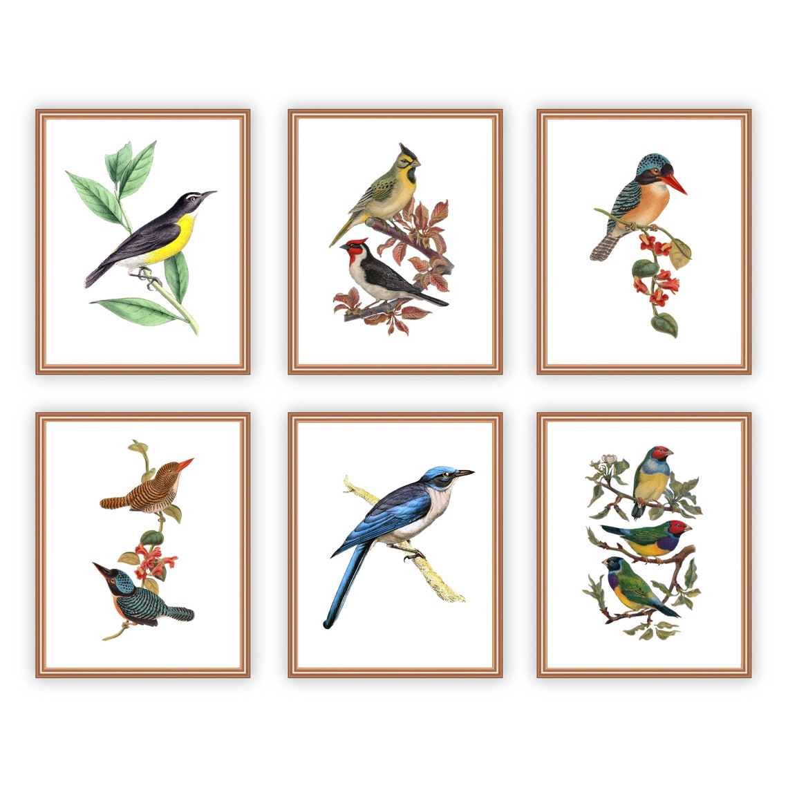 11x14 Vintage Birds Set of 6 Wall Art/instant Download/bird Etsy