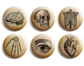 Anatomy Pin Sets 1 & 1.5 Inch - Goth Buttons - Gift Tin Available - Halloween - Oddities Curiosities - Skull Pin