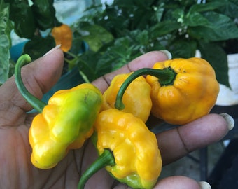 Real Jamaican Yellow Scotch Bonnet Hot Pepper seeds