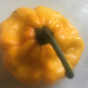 Real Jamaican Yellow Scotch Bonnet Hot Pepper seeds image 4