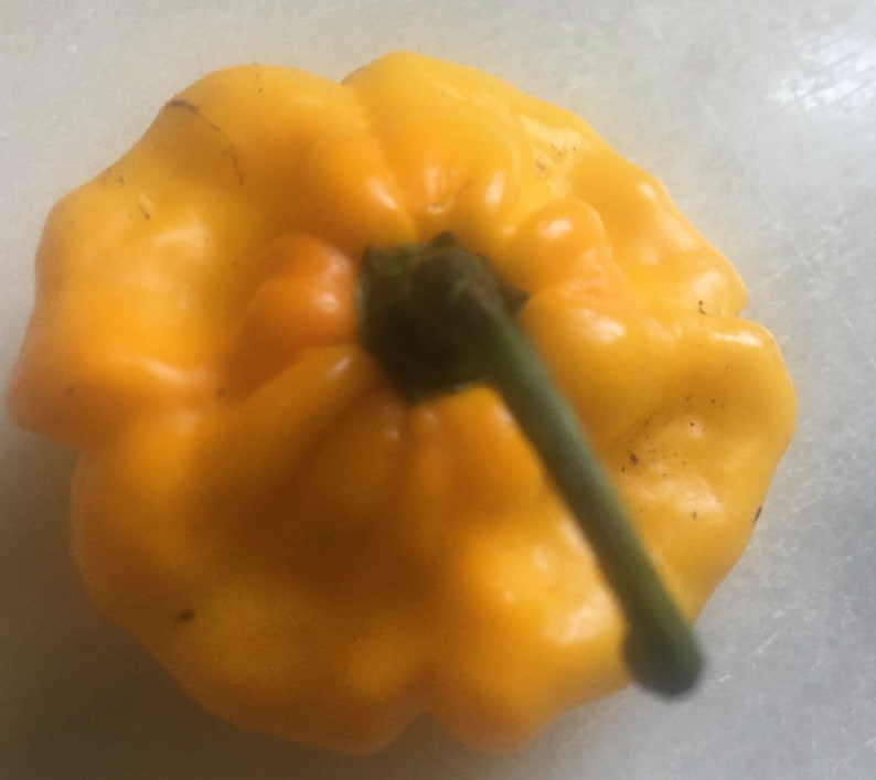 Real Jamaican Yellow Scotch Bonnet Hot Pepper seeds image 4