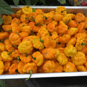 Real Jamaican Yellow Scotch Bonnet Hot Pepper seeds image 6