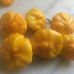 Real Jamaican Yellow Scotch Bonnet Hot Pepper seeds image 3