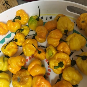 Real Jamaican Yellow Scotch Bonnet Hot Pepper seeds image 2