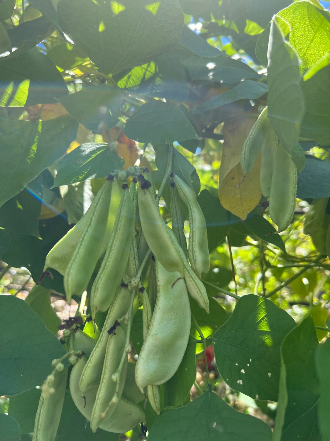 Hyacinth Beansjamaican Bannabis Beans Seeds 15 Etsy