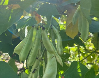 Hyacinth Beans-Jamaican Bannabis Beans seeds (15)