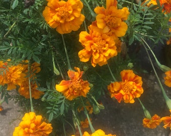 Marigold Seeds -Sparky mix Mixed Colors