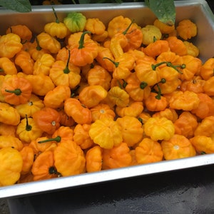 Real Jamaican Yellow Scotch Bonnet Hot Pepper seeds image 5