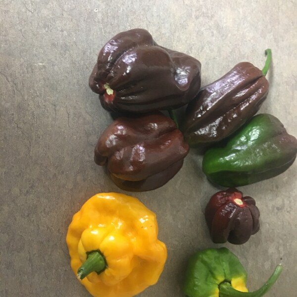 2 Pks- 1  Jamaican Scotch Bonnet  & 1 Jamaican Chocolate Pepper  Seeds (1 Each)