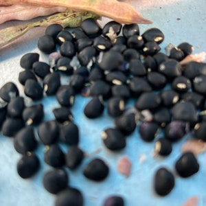 May include: A close-up of a pile of black beans on a light blue surface. The beans are scattered and some are out of focus.