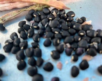 Guisantes negros de vaca puertorriqueños - 15 semillas