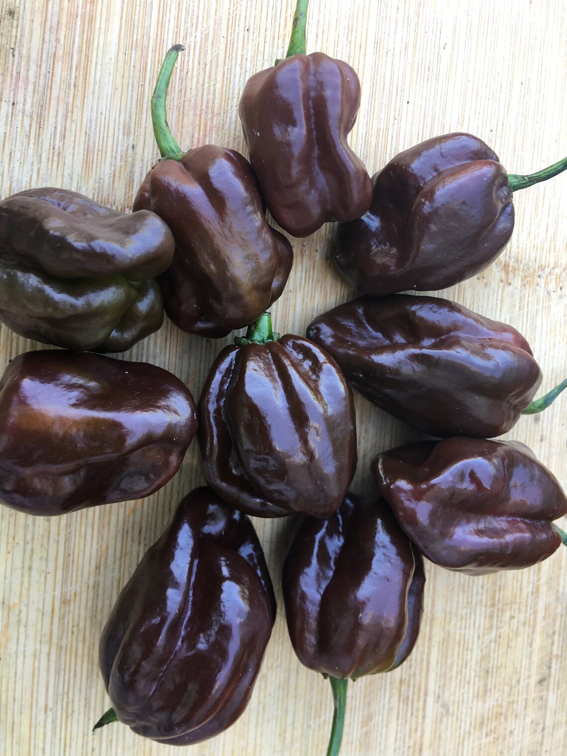 Jamaican Chocolate Brown Pepper Seeds 15 Seeds Etsy