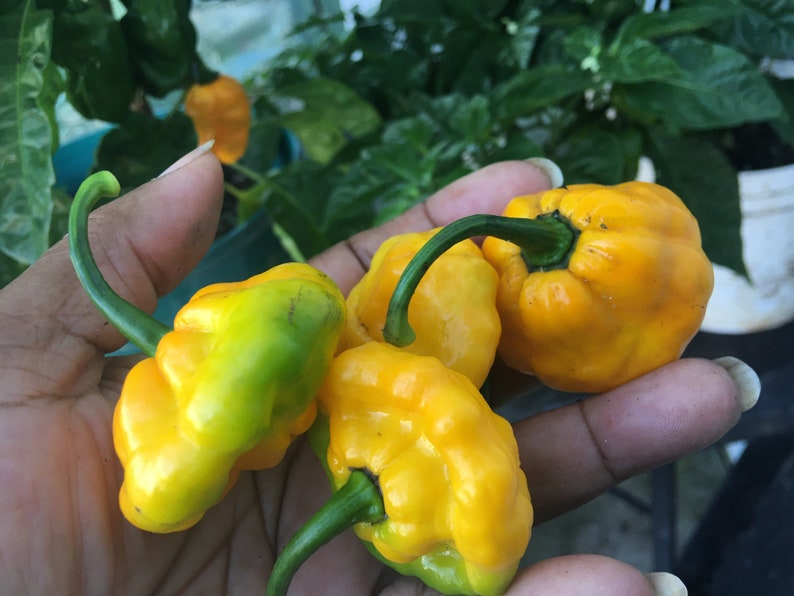 Real Jamaican Yellow Scotch Bonnet Hot Pepper seeds image 1