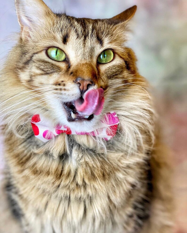 Red and Pink Jumbo Hearts Valentine\u2019s Day \u201cHunk of Purring Love\u201d Pet Bow Tie