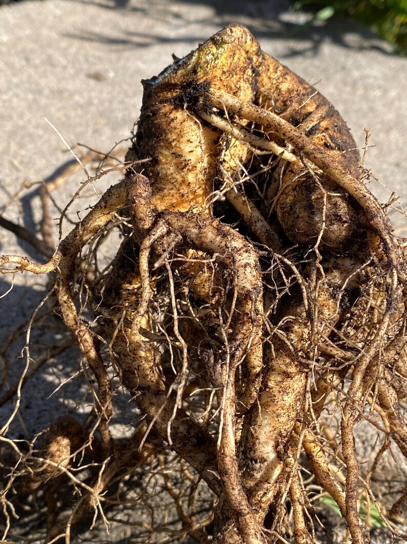 May include: Close-up of a large, brown root system with a thick, knobby root structure. The roots are intertwined and covered in dirt.