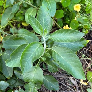 May include: A close-up of a green leafy plant with several leaves growing from a single stem. The plant is growing in a garden setting with brown mulch and other green plants in the background.
