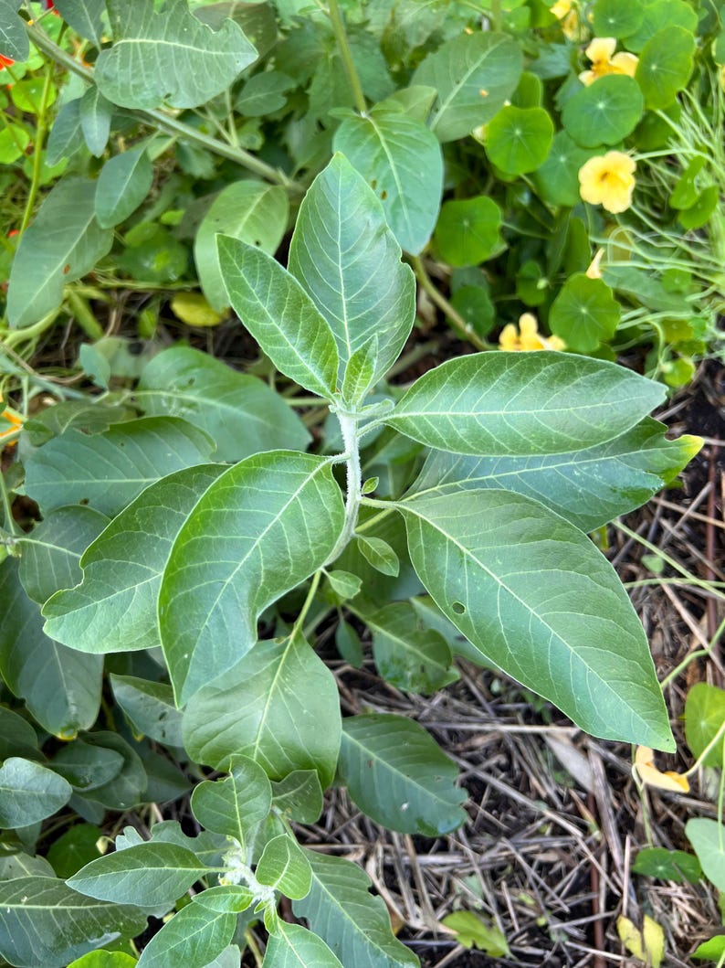 May include: A close-up of a green leafy plant with several leaves growing from a single stem. The plant is growing in a garden setting with brown mulch and other green plants in the background.