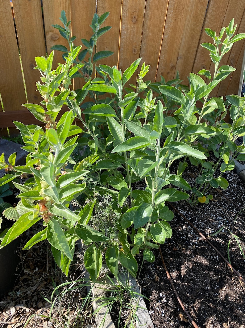 May include: A close-up of a group of green plants growing in a garden bed. The plants have large, green leaves and are surrounded by brown mulch and dirt.