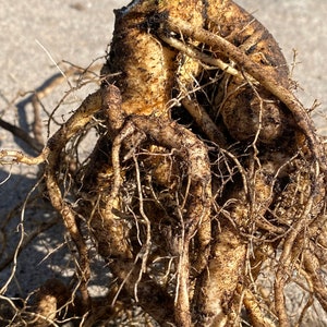 May include: Close-up of a large, brown root system with a thick, knobby root structure. The roots are intertwined and covered in soil.