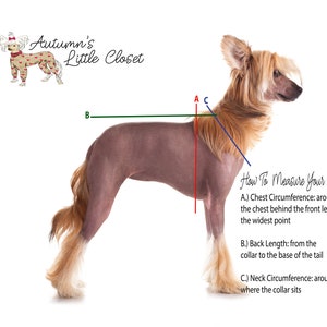 May include: Diagram showing how to measure a dog for a custom-made garment. The diagram shows a dog standing with three measurements labeled: Chest Circumference, Back Length, and Neck Circumference.  "Autumn's Little Closet" is written in the top left corner of the image.