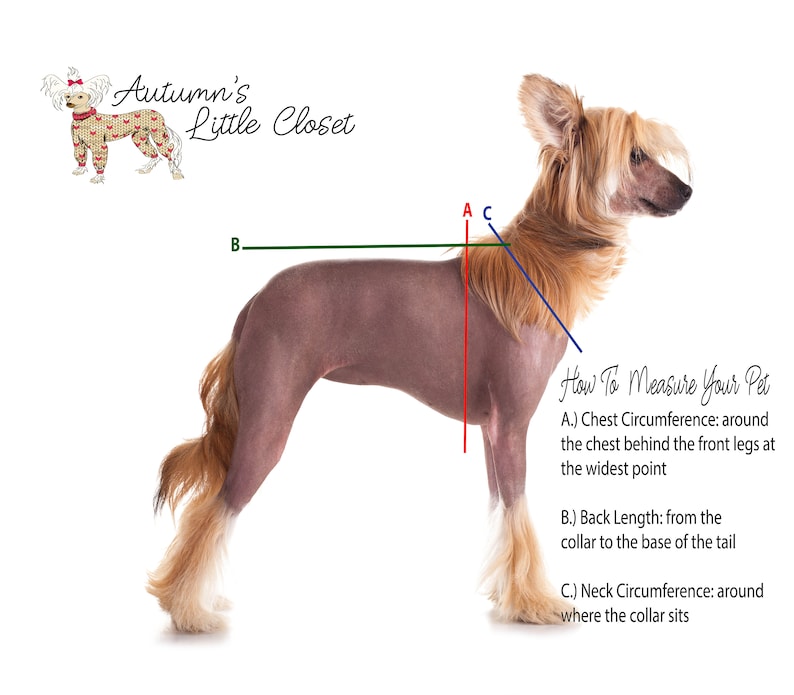 May include: Diagram showing how to measure a dog for a custom-made garment. The diagram shows a dog standing with three measurements labeled: Chest Circumference, Back Length, and Neck Circumference.  "Autumn's Little Closet" is written in the top left corner of the image.
