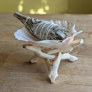 May include: A white sage smudge stick rests in a large seashell, displayed on a decorative wooden stand. The sage is bound with white string. The seashell has pink and white hues. The stand is made of light-coloured wood.