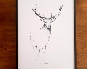 illustration dessinée, cerf, format 30 x 40 cm