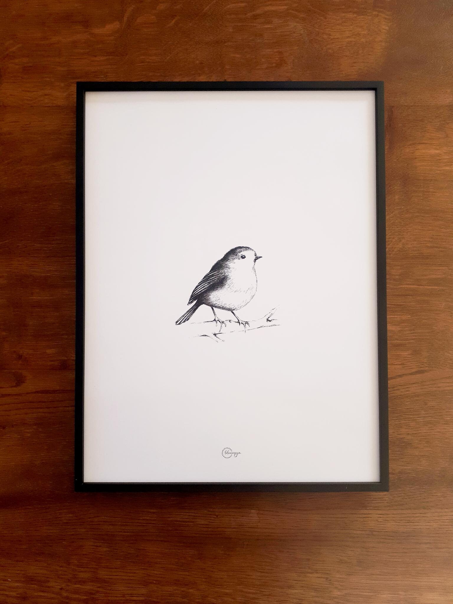 Illustration Dessinée Du Rouge Gorge, Format 30 X 40 cm