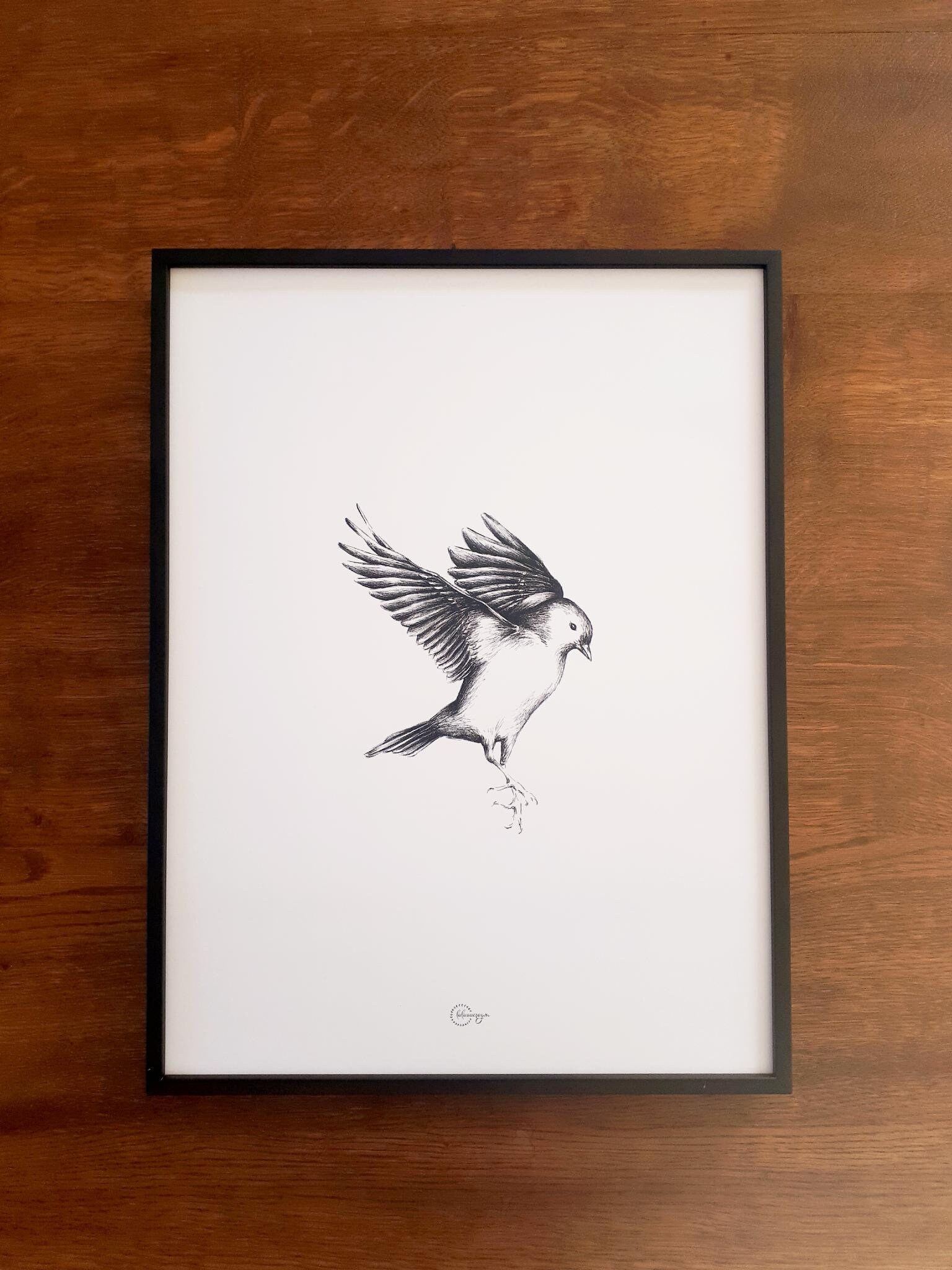 Illustration Dessinée Pinson , Format 30 X 40 cm