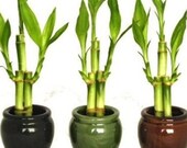 3 Colors Bamboo Style Mini Ceramic Vases and total 9 Stalks of Lucky Bamboo